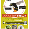 Frelon asiatique : Signalez sa présence