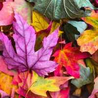 Foire d&rsquo;automne