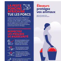 Peste porcine africaine : Eléments d&rsquo;information