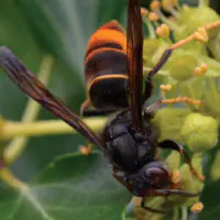 Destruction des nids de frelons asiatiques