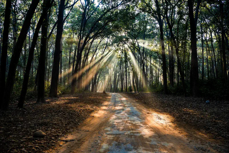 Shyamal Paul / Pexels