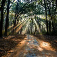 Liens de Nature en Pays d&rsquo;Urfé
