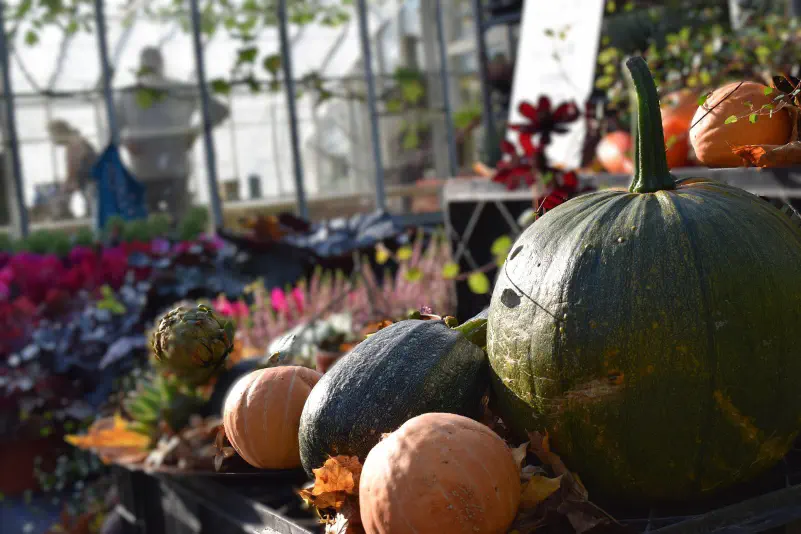 Jenny Johansson / Pixabay 