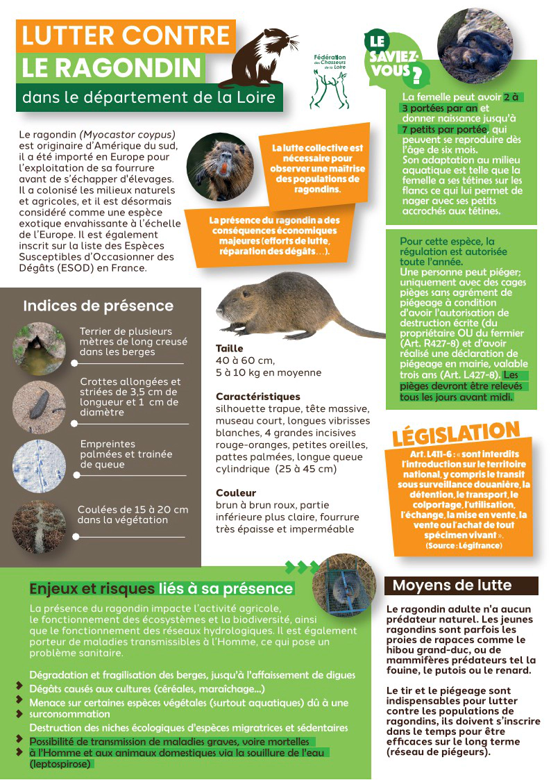 Lutter contre le ragondin